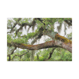 Faded Grandeur Oak. - Canvas