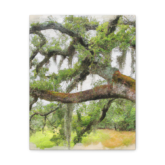Faded Grandeur Oak. - Canvas