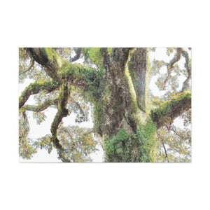 Mossy Oak Wonder. - Canvas