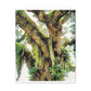 Vivid Woodland Scene - Canvas