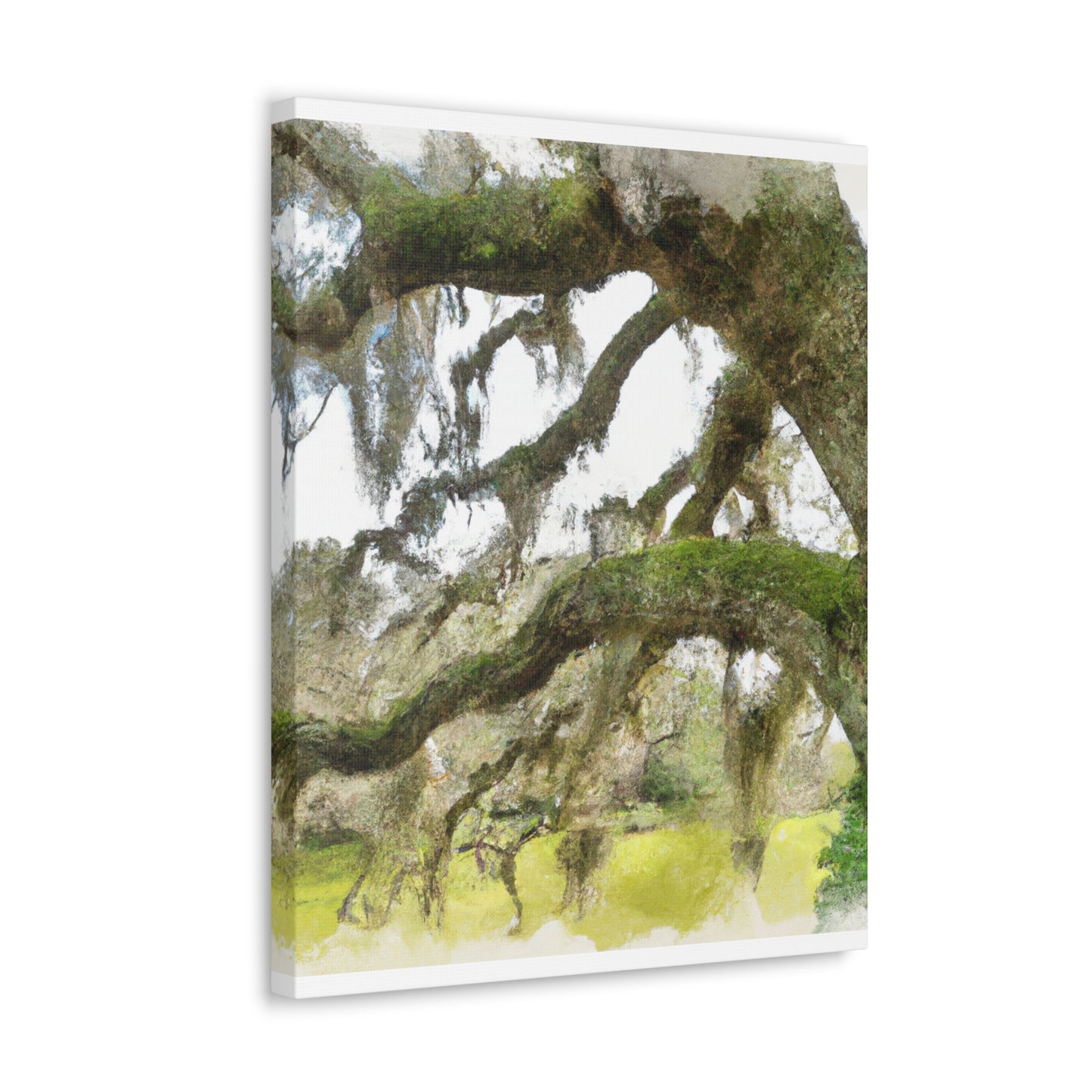 Live Oak Dreaming. - Canvas