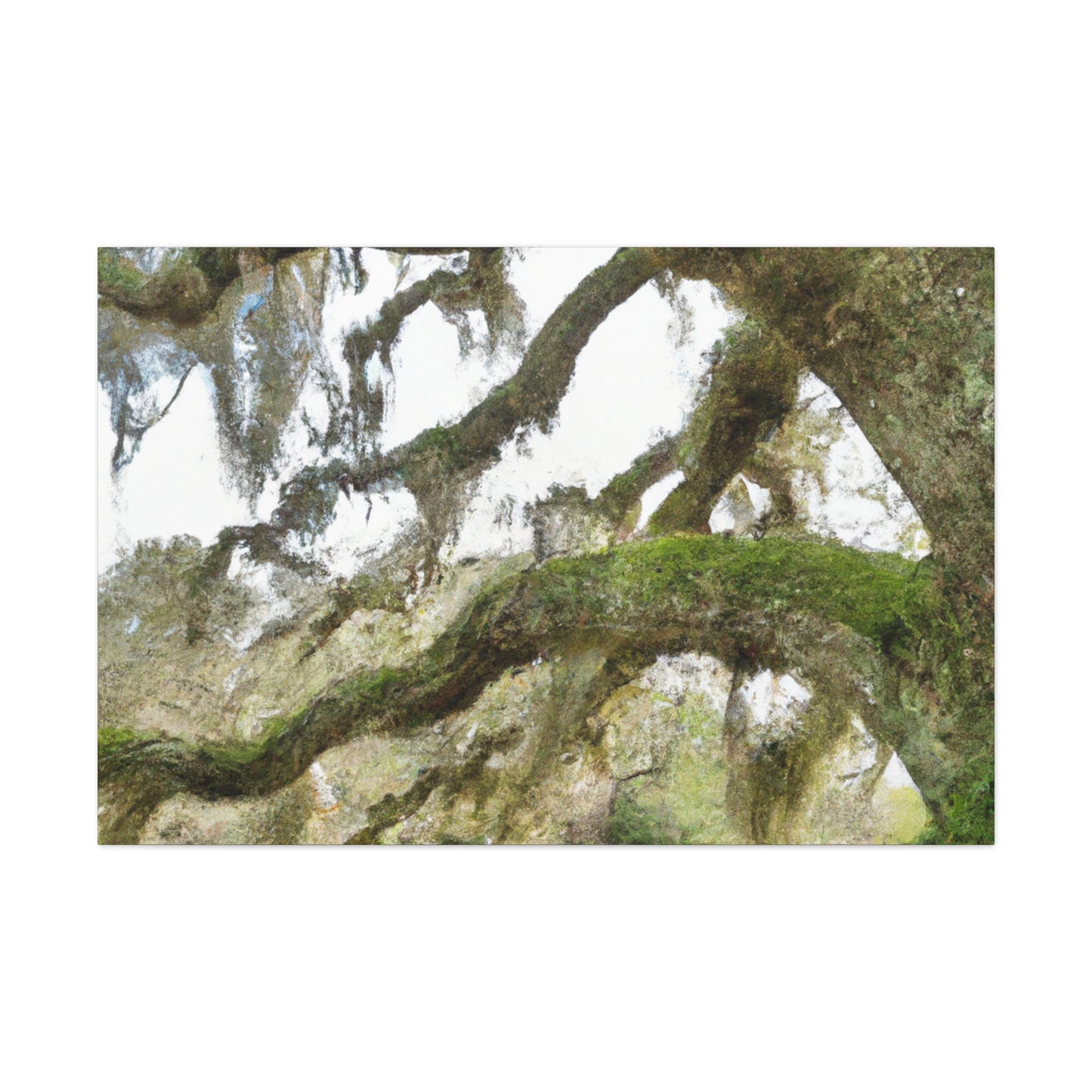 Live Oak Dreaming. - Canvas