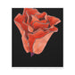 Abstract Blush Bloom - Canvas