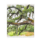 Faded Grandeur Oak. - Canvas