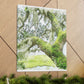 Mossy Oak Dreaming - Canvas
