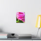 Rose Reflection Dream. - Canvas