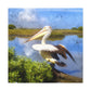 Mystic Marsh Pelican - Canvas