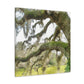 Live Oak Dreaming. - Canvas