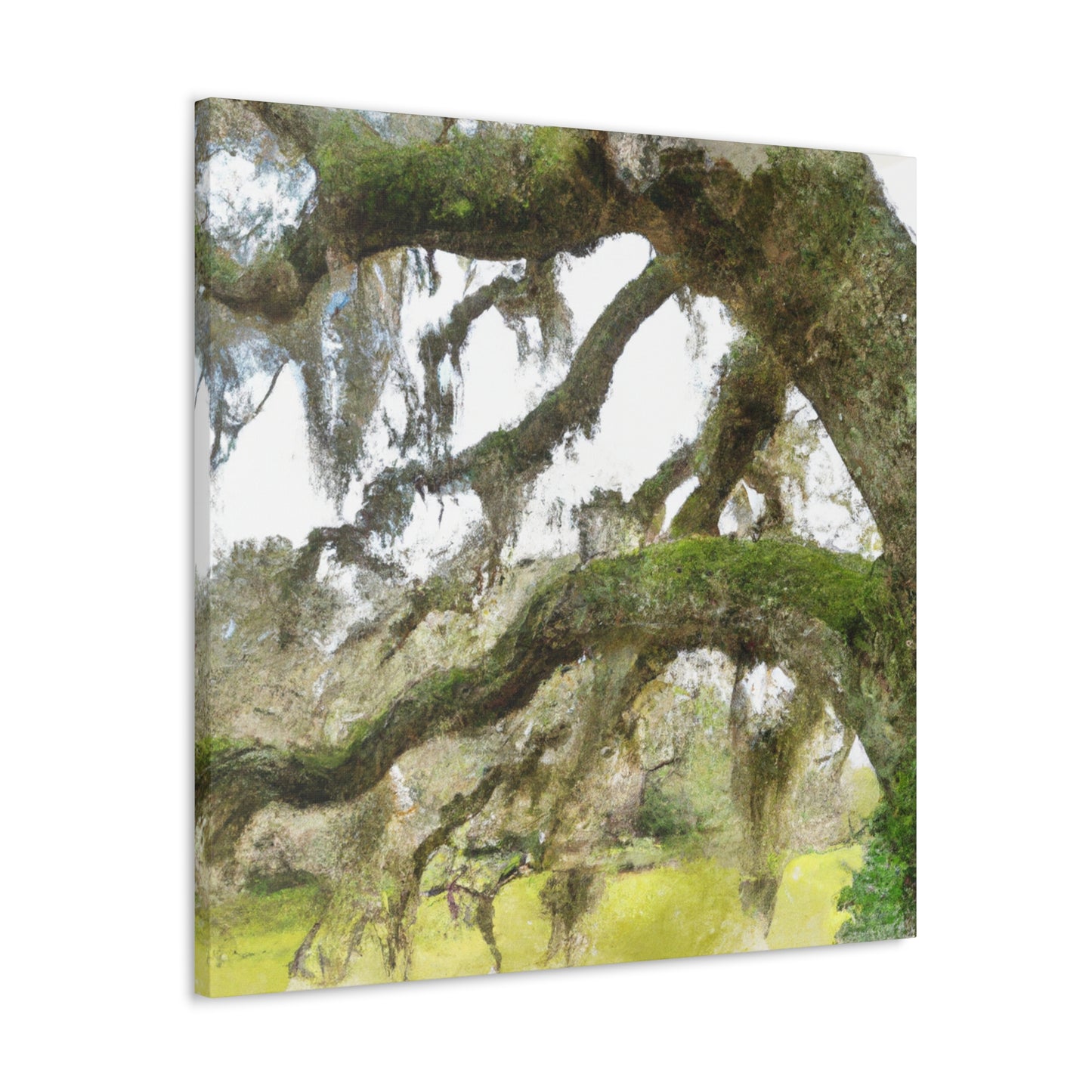 Live Oak Dreaming. - Canvas