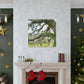 Live Oak Dreaming. - Canvas