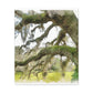 Live Oak Dreaming. - Canvas