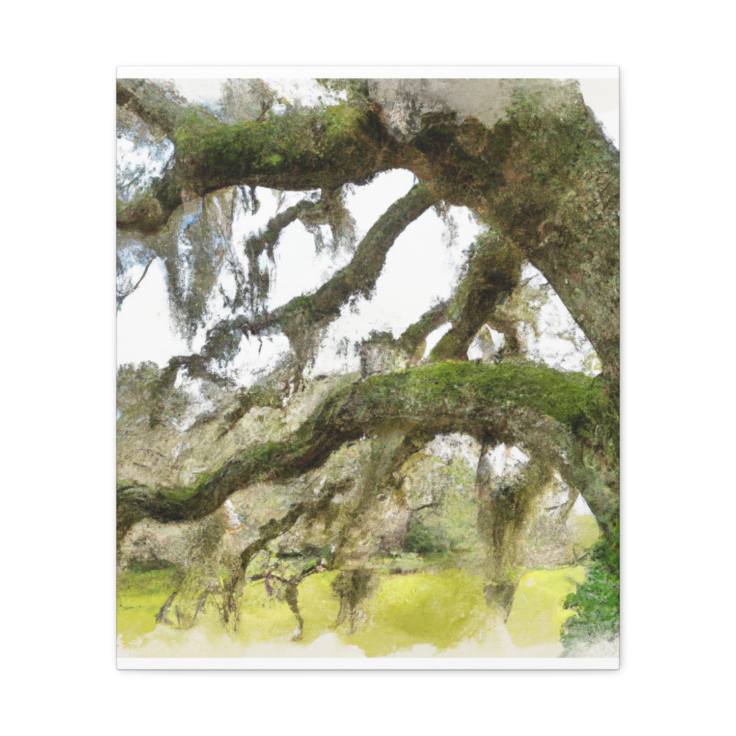 Live Oak Dreaming. - Canvas