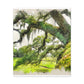 Windy Moss Lullaby - Canvas