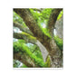 Vibrant Forest Dream. - Canvas