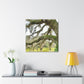 Live Oak Dreaming. - Canvas