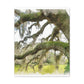 Live Oak Dreaming. - Canvas