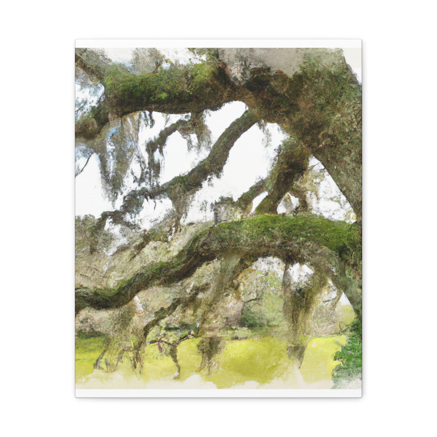 Live Oak Dreaming. - Canvas