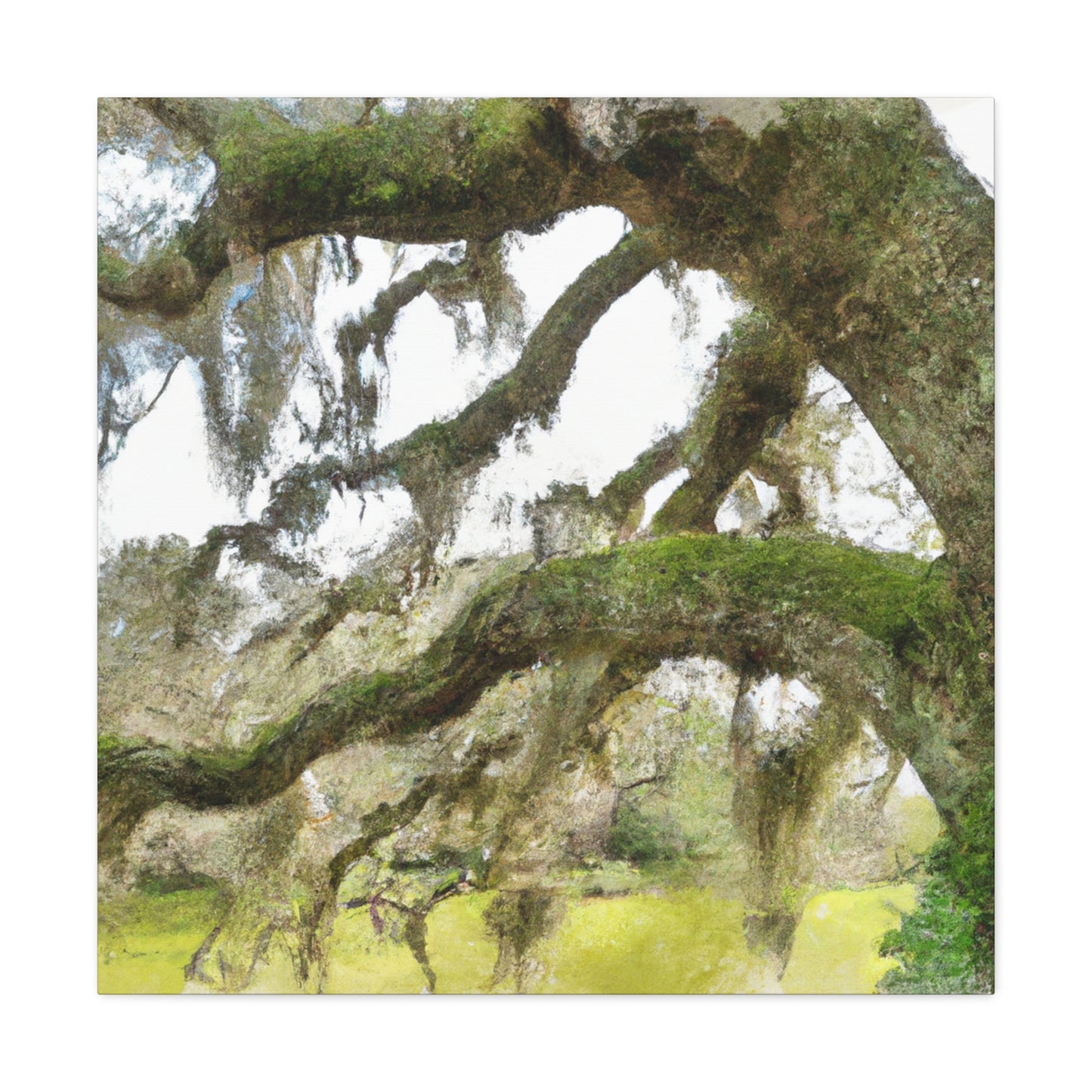 Live Oak Dreaming. - Canvas