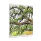 Faded Grandeur Oak. - Canvas