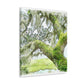 Mossy Oak Dreaming - Canvas