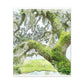 Mossy Oak Dreaming - Canvas