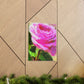 Rose Reflection Dream. - Canvas