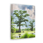 Lagniappe Louisiana Landscape - Canvas