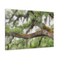 Faded Grandeur Oak. - Canvas