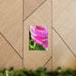 Rose Reflection Dream. - Canvas