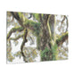 Mossy Oak Wonder. - Canvas