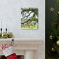 Live Oak Dreaming. - Canvas