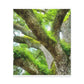 Vibrant Forest Dream. - Canvas