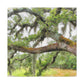 Faded Grandeur Oak. - Canvas