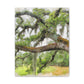 Faded Grandeur Oak. - Canvas