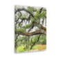 Faded Grandeur Oak. - Canvas
