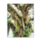 Vivid Woodland Scene - Canvas