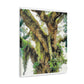 Vivid Woodland Scene - Canvas