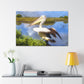 Mystic Marsh Pelican - Canvas