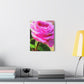 Rose Reflection Dream. - Canvas