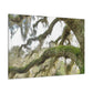 Live Oak Dreaming. - Canvas