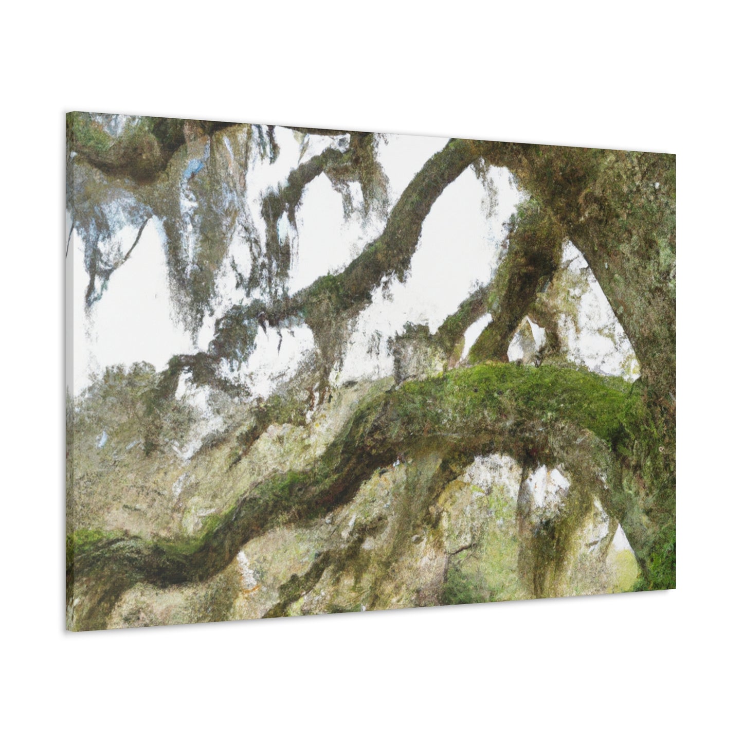 Live Oak Dreaming. - Canvas