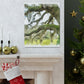 Live Oak Dreaming. - Canvas