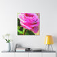 Rose Reflection Dream. - Canvas