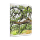 Faded Grandeur Oak. - Canvas