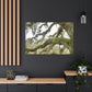Live Oak Dreaming. - Canvas