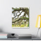 Live Oak Dreaming. - Canvas