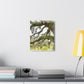 Live Oak Dreaming. - Canvas