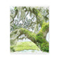 Mossy Oak Dreaming - Canvas