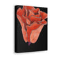 Abstract Blush Bloom - Canvas