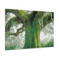 Magnificent Oak Mélange - Canvas